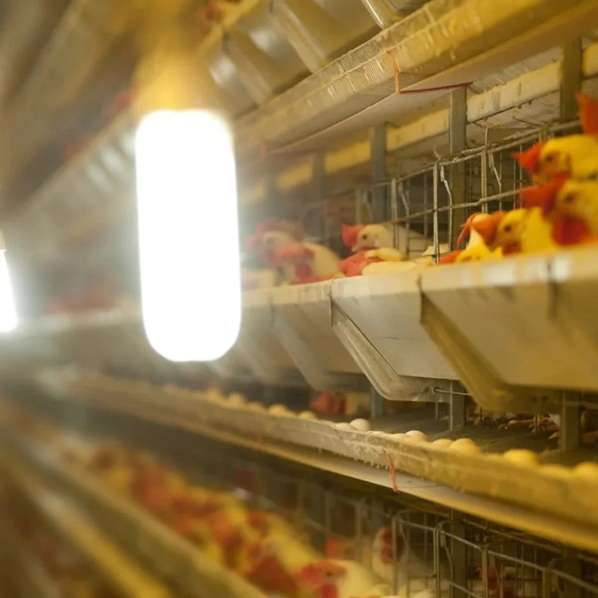 Ultralight Poultry Pendant Light E27 IP54 (FYL0231) - Image 2
